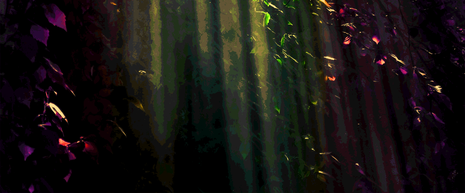 A forest image showing the roots of a tree with a hazy green overlay